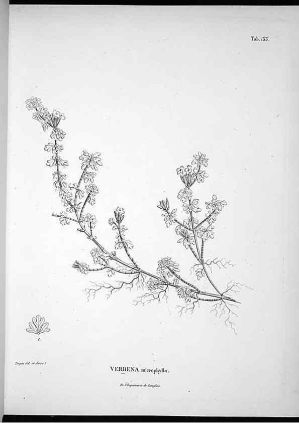 Reproducción/Reproduction 49556412671: Nova genera et species plantarum :. Antverpiae :Ex officina Christophori Plantini ...,1576.. 