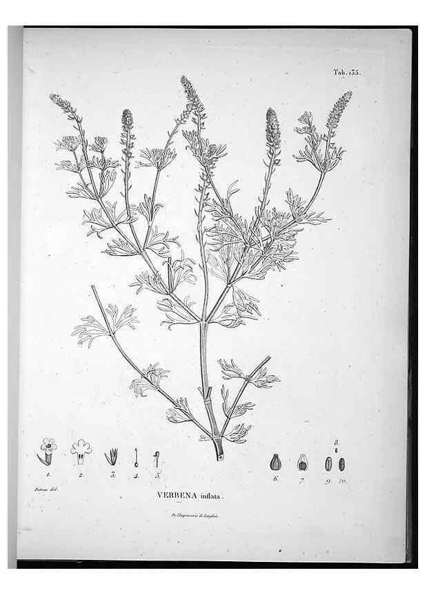 Reproducción/Reproduction 49555918238: Nova genera et species plantarum :. Antverpiae :Ex officina Christophori Plantini ...,1576.. 