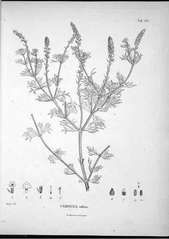 Reproducción/Reproduction 49555918238: Nova genera et species plantarum :. Antverpiae :Ex officina Christophori Plantini ...,1576.. 