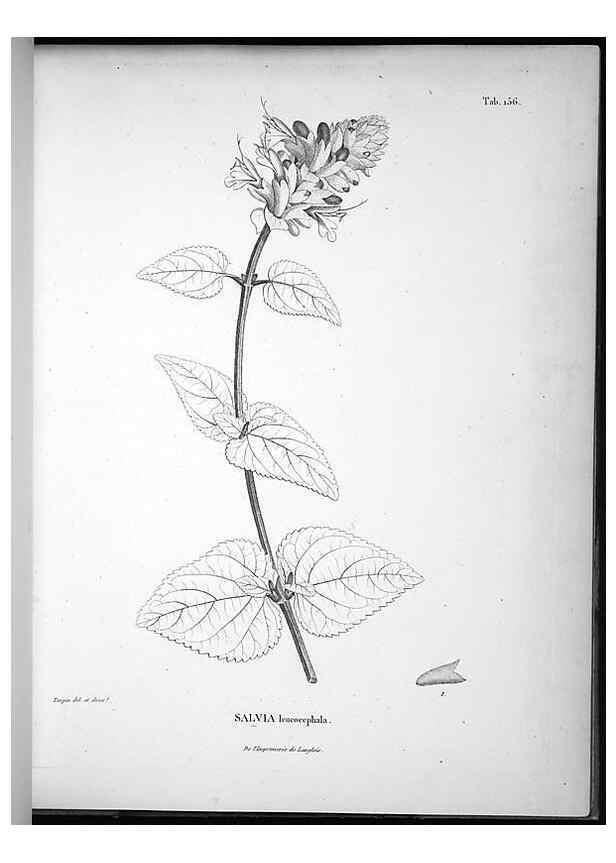 Reproducción/Reproduction 49556652357: Nova genera et species plantarum :. Antverpiae :Ex officina Christophori Plantini ...,1576.. 