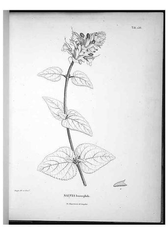 Reproducción/Reproduction 49556652357: Nova genera et species plantarum :. Antverpiae :Ex officina Christophori Plantini ...,1576.. 
