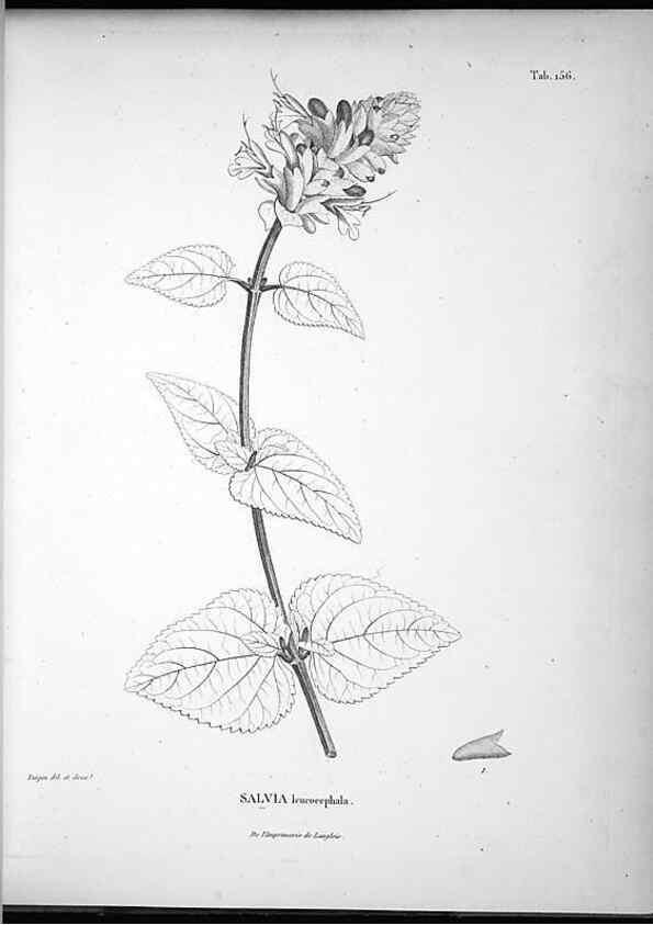 Reproducción/Reproduction 49556652357: Nova genera et species plantarum :. Antverpiae :Ex officina Christophori Plantini ...,1576.. 