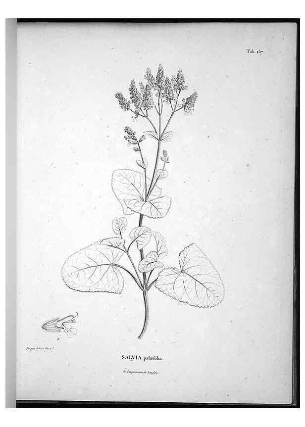 Reproducción/Reproduction 49556652532: Nova genera et species plantarum :. Antverpiae :Ex officina Christophori Plantini ...,1576.. 