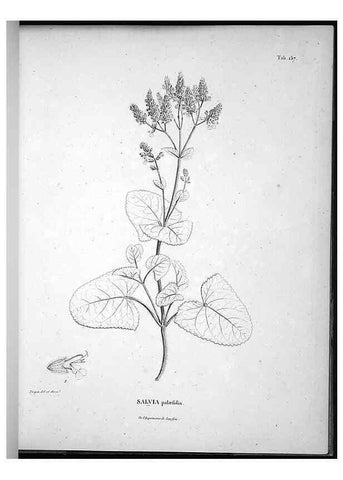 Reproducción/Reproduction 49556652532: Nova genera et species plantarum :. Antverpiae :Ex officina Christophori Plantini ...,1576.. 