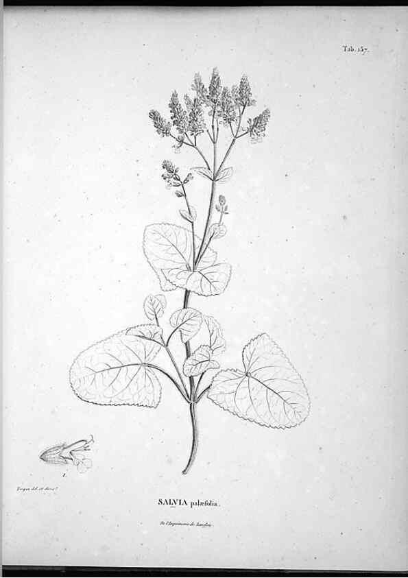 Reproducción/Reproduction 49556652532: Nova genera et species plantarum :. Antverpiae :Ex officina Christophori Plantini ...,1576.. 