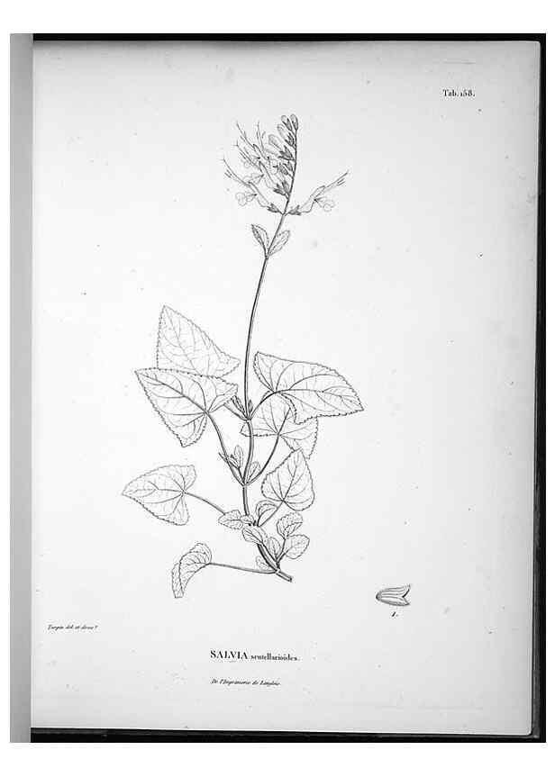 Reproducción/Reproduction 49556416841: Nova genera et species plantarum :. Antverpiae :Ex officina Christophori Plantini ...,1576.. 