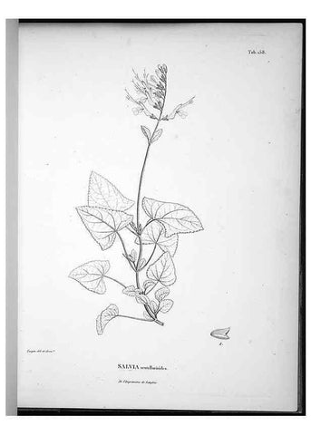 Reproducción/Reproduction 49556416841: Nova genera et species plantarum :. Antverpiae :Ex officina Christophori Plantini ...,1576.. 