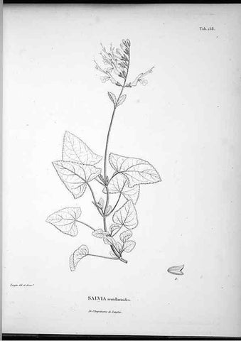 Reproducción/Reproduction 49556416841: Nova genera et species plantarum :. Antverpiae :Ex officina Christophori Plantini ...,1576.. 