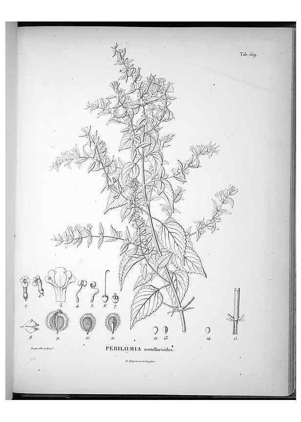 Reproducción/Reproduction 49555922258: Nova genera et species plantarum :. Antverpiae :Ex officina Christophori Plantini ...,1576.. 