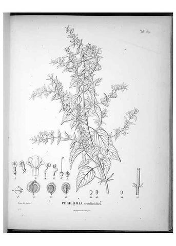 Reproducción/Reproduction 49555922258: Nova genera et species plantarum :. Antverpiae :Ex officina Christophori Plantini ...,1576.. 