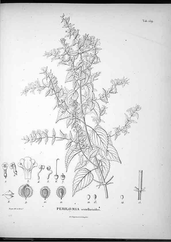 Reproducción/Reproduction 49555922258: Nova genera et species plantarum :. Antverpiae :Ex officina Christophori Plantini ...,1576.. 