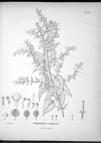 Reproducción/Reproduction 49555922258: Nova genera et species plantarum :. Antverpiae :Ex officina Christophori Plantini ...,1576.. 