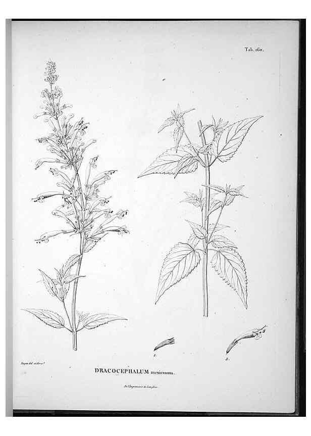 Reproducción/Reproduction 49556417096: Nova genera et species plantarum :. Antverpiae :Ex officina Christophori Plantini ...,1576.. 