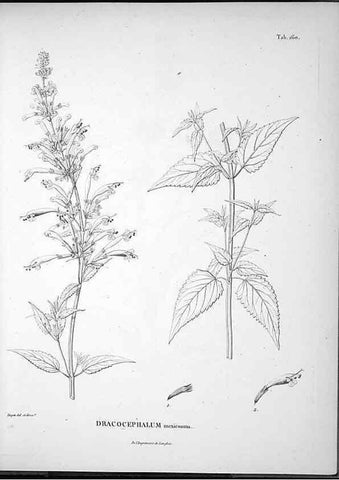 Reproducción/Reproduction 49556417096: Nova genera et species plantarum :. Antverpiae :Ex officina Christophori Plantini ...,1576.. 