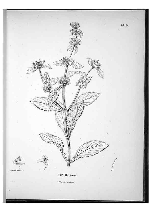 Reproducción/Reproduction 49556653242: Nova genera et species plantarum :. Antverpiae :Ex officina Christophori Plantini ...,1576.. 