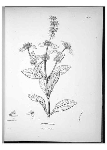 Reproducción/Reproduction 49556653242: Nova genera et species plantarum :. Antverpiae :Ex officina Christophori Plantini ...,1576.. 