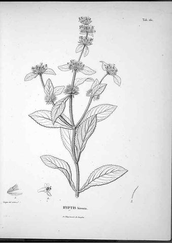 Reproducción/Reproduction 49556653242: Nova genera et species plantarum :. Antverpiae :Ex officina Christophori Plantini ...,1576.. 