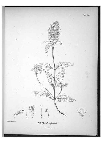 Reproducción/Reproduction 49556653387: Nova genera et species plantarum :. Antverpiae :Ex officina Christophori Plantini ...,1576.. 