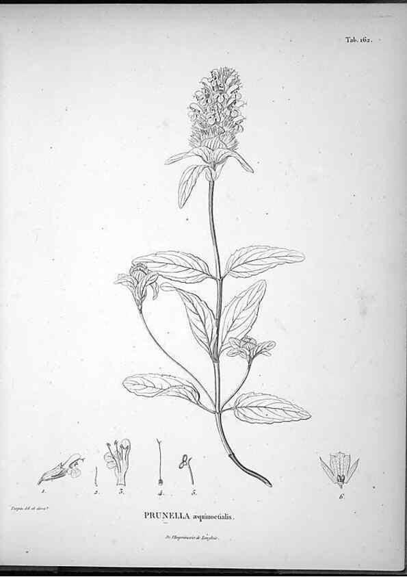 Reproducción/Reproduction 49556653387: Nova genera et species plantarum :. Antverpiae :Ex officina Christophori Plantini ...,1576.. 