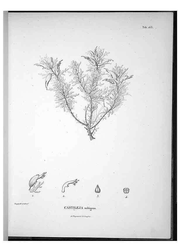 Reproducción/Reproduction 49556417666: Nova genera et species plantarum :. Antverpiae :Ex officina Christophori Plantini ...,1576.. 