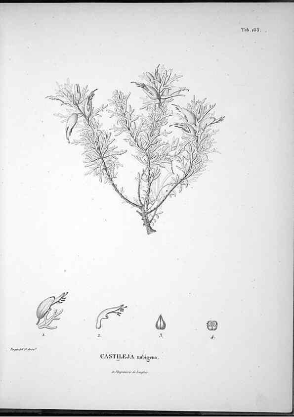 Reproducción/Reproduction 49556417666: Nova genera et species plantarum :. Antverpiae :Ex officina Christophori Plantini ...,1576.. 