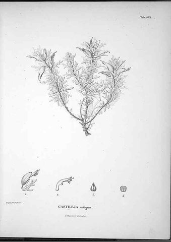 Reproducción/Reproduction 49556417666: Nova genera et species plantarum :. Antverpiae :Ex officina Christophori Plantini ...,1576.. 