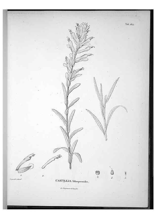 Reproducción/Reproduction 49556417896: Nova genera et species plantarum :. Antverpiae :Ex officina Christophori Plantini ...,1576.. 
