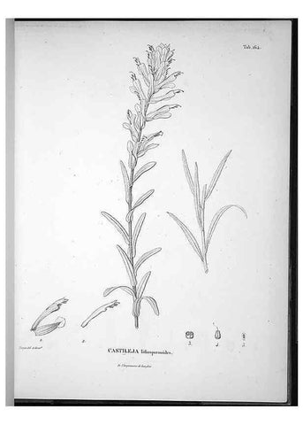 Reproducción/Reproduction 49556417896: Nova genera et species plantarum :. Antverpiae :Ex officina Christophori Plantini ...,1576.. 
