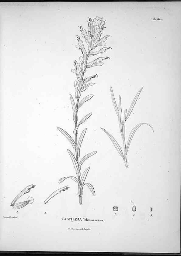 Reproducción/Reproduction 49556417896: Nova genera et species plantarum :. Antverpiae :Ex officina Christophori Plantini ...,1576.. 