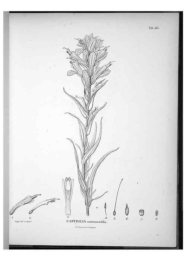 Reproducción/Reproduction 49556653882: Nova genera et species plantarum :. Antverpiae :Ex officina Christophori Plantini ...,1576.. 