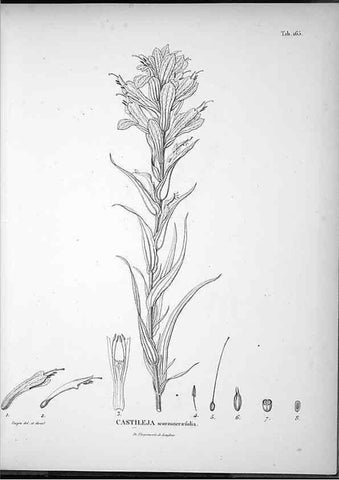 Reproducción/Reproduction 49556653882: Nova genera et species plantarum :. Antverpiae :Ex officina Christophori Plantini ...,1576.. 