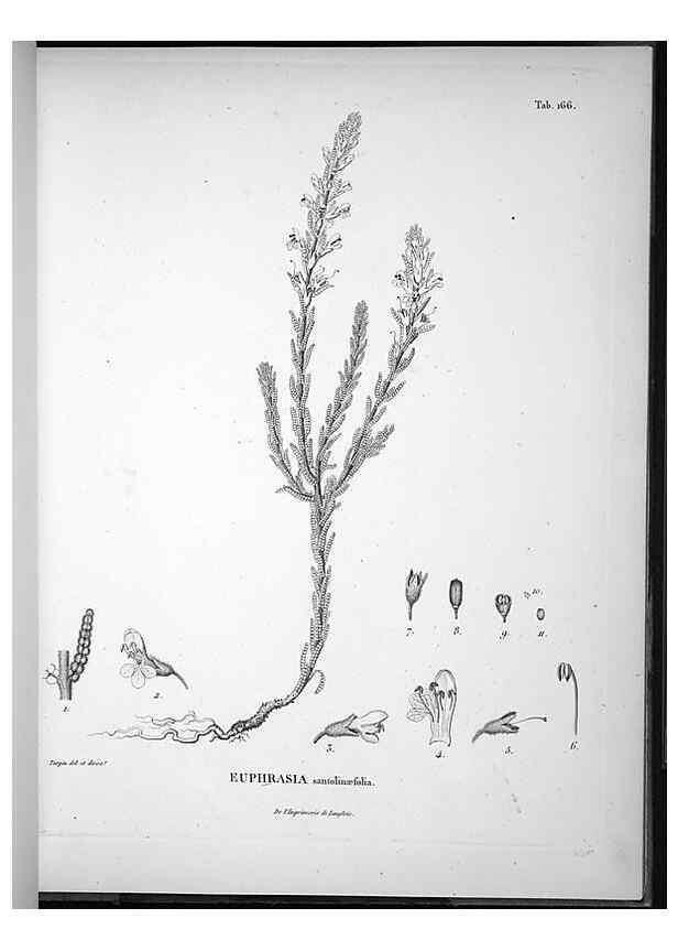 Reproducción/Reproduction 49556418216: Nova genera et species plantarum :. Antverpiae :Ex officina Christophori Plantini ...,1576.. 