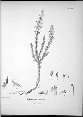 Reproducción/Reproduction 49556418216: Nova genera et species plantarum :. Antverpiae :Ex officina Christophori Plantini ...,1576.. 
