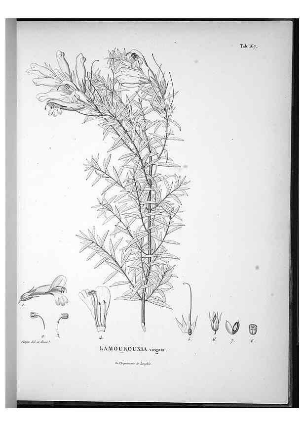 Reproducción/Reproduction 49555923468: Nova genera et species plantarum :. Antverpiae :Ex officina Christophori Plantini ...,1576.. 