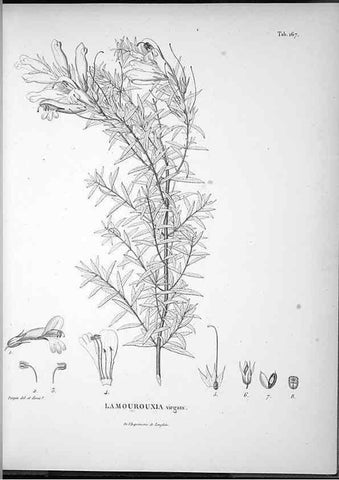 Reproducción/Reproduction 49555923468: Nova genera et species plantarum :. Antverpiae :Ex officina Christophori Plantini ...,1576.. 