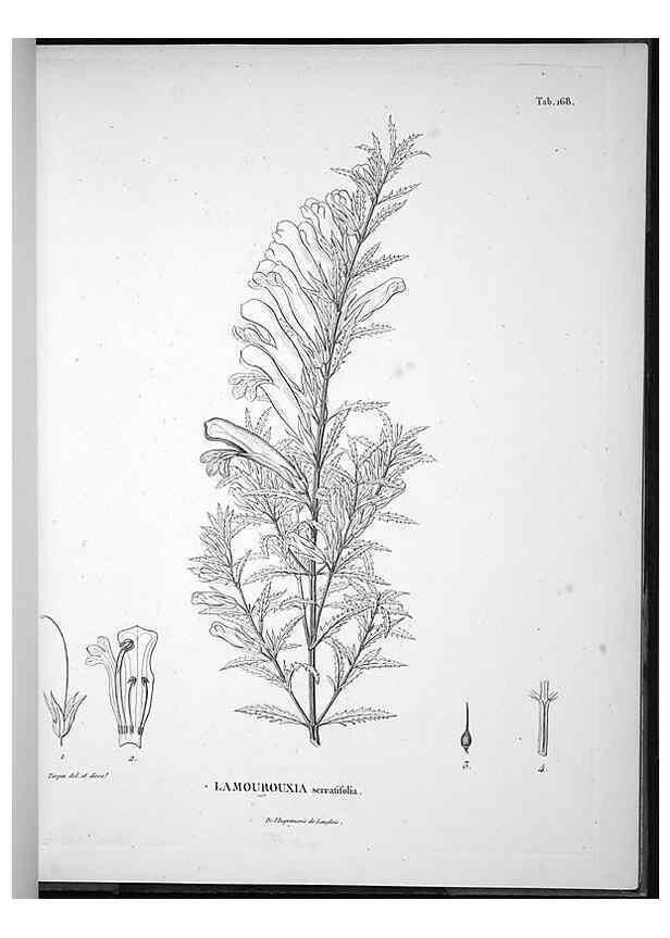 Reproducción/Reproduction 49556654412: Nova genera et species plantarum :. Antverpiae :Ex officina Christophori Plantini ...,1576.. 
