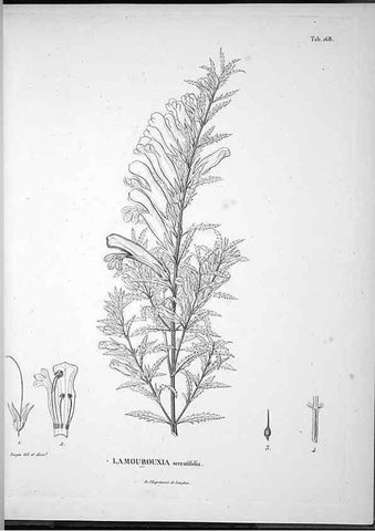 Reproducción/Reproduction 49556654412: Nova genera et species plantarum :. Antverpiae :Ex officina Christophori Plantini ...,1576.. 