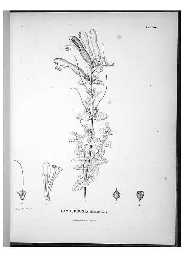Reproducción/Reproduction 49556654592: Nova genera et species plantarum :. Antverpiae :Ex officina Christophori Plantini ...,1576.. 