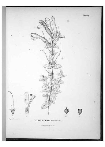 Reproducción/Reproduction 49556654592: Nova genera et species plantarum :. Antverpiae :Ex officina Christophori Plantini ...,1576.. 