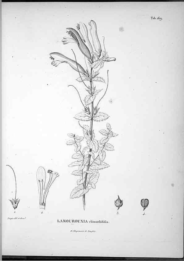 Reproducción/Reproduction 49556654592: Nova genera et species plantarum :. Antverpiae :Ex officina Christophori Plantini ...,1576.. 