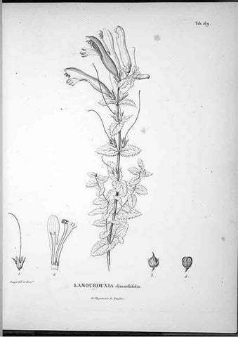 Reproducción/Reproduction 49556654592: Nova genera et species plantarum :. Antverpiae :Ex officina Christophori Plantini ...,1576.. 