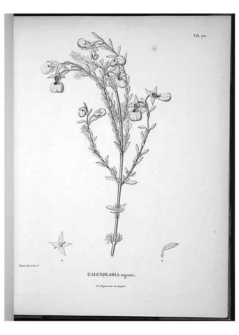 Reproducción/Reproduction 49555923953: Nova genera et species plantarum :. Antverpiae :Ex officina Christophori Plantini ...,1576.. 