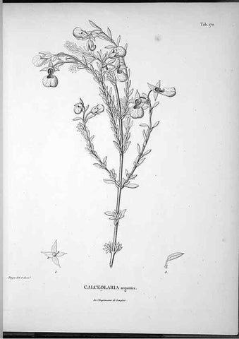 Reproducción/Reproduction 49555923953: Nova genera et species plantarum :. Antverpiae :Ex officina Christophori Plantini ...,1576.. 