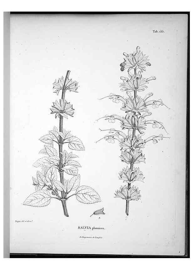 Reproducción/Reproduction 49556652112: Nova genera et species plantarum :. Antverpiae :Ex officina Christophori Plantini ...,1576.. 