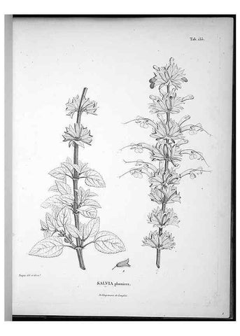 Reproducción/Reproduction 49556652112: Nova genera et species plantarum :. Antverpiae :Ex officina Christophori Plantini ...,1576.. 