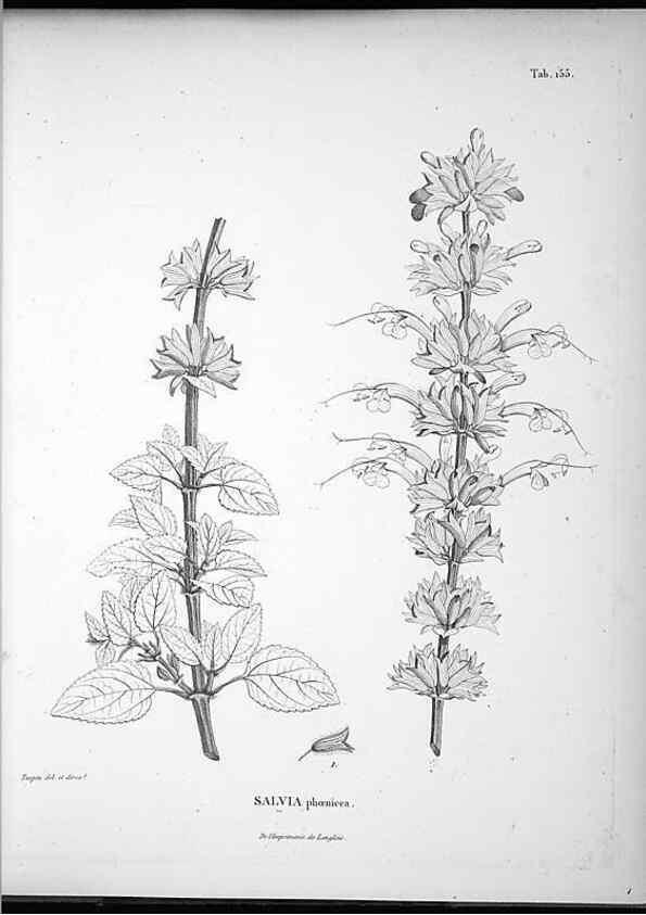 Reproducción/Reproduction 49556652112: Nova genera et species plantarum :. Antverpiae :Ex officina Christophori Plantini ...,1576.. 