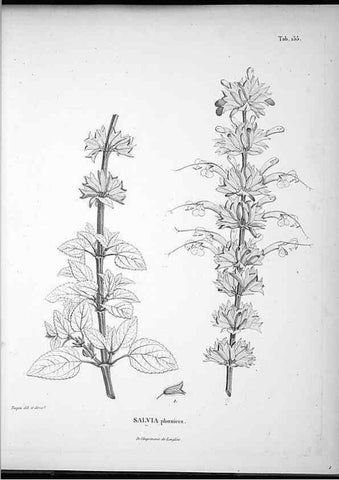 Reproducción/Reproduction 49556652112: Nova genera et species plantarum :. Antverpiae :Ex officina Christophori Plantini ...,1576.. 
