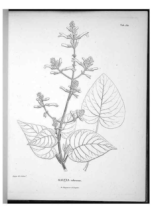 Reproducción/Reproduction 49556651892: Nova genera et species plantarum :. Antverpiae :Ex officina Christophori Plantini ...,1576.. 