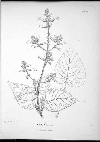 Reproducción/Reproduction 49556651892: Nova genera et species plantarum :. Antverpiae :Ex officina Christophori Plantini ...,1576.. 