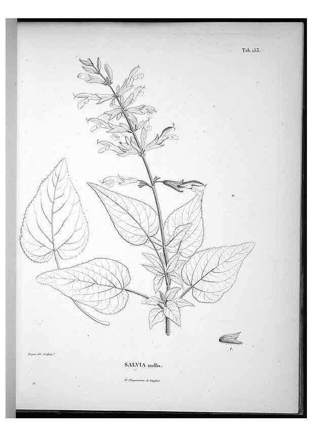 Reproducción/Reproduction 49556416051: Nova genera et species plantarum :. Antverpiae :Ex officina Christophori Plantini ...,1576.. 